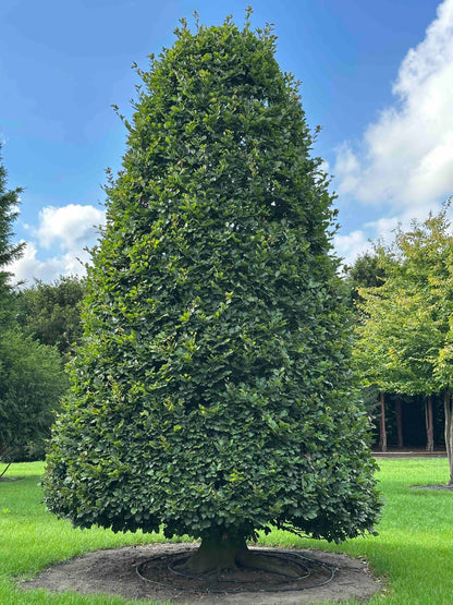 FS TOPIARY #263