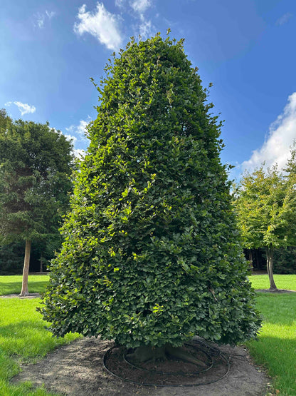 FS TOPIARY #263