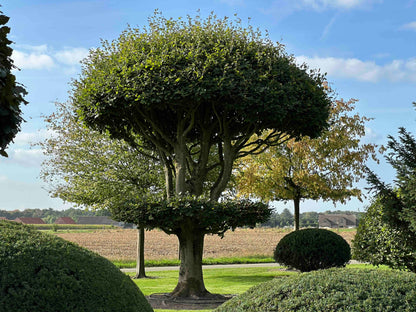 FS TOPIARY #264