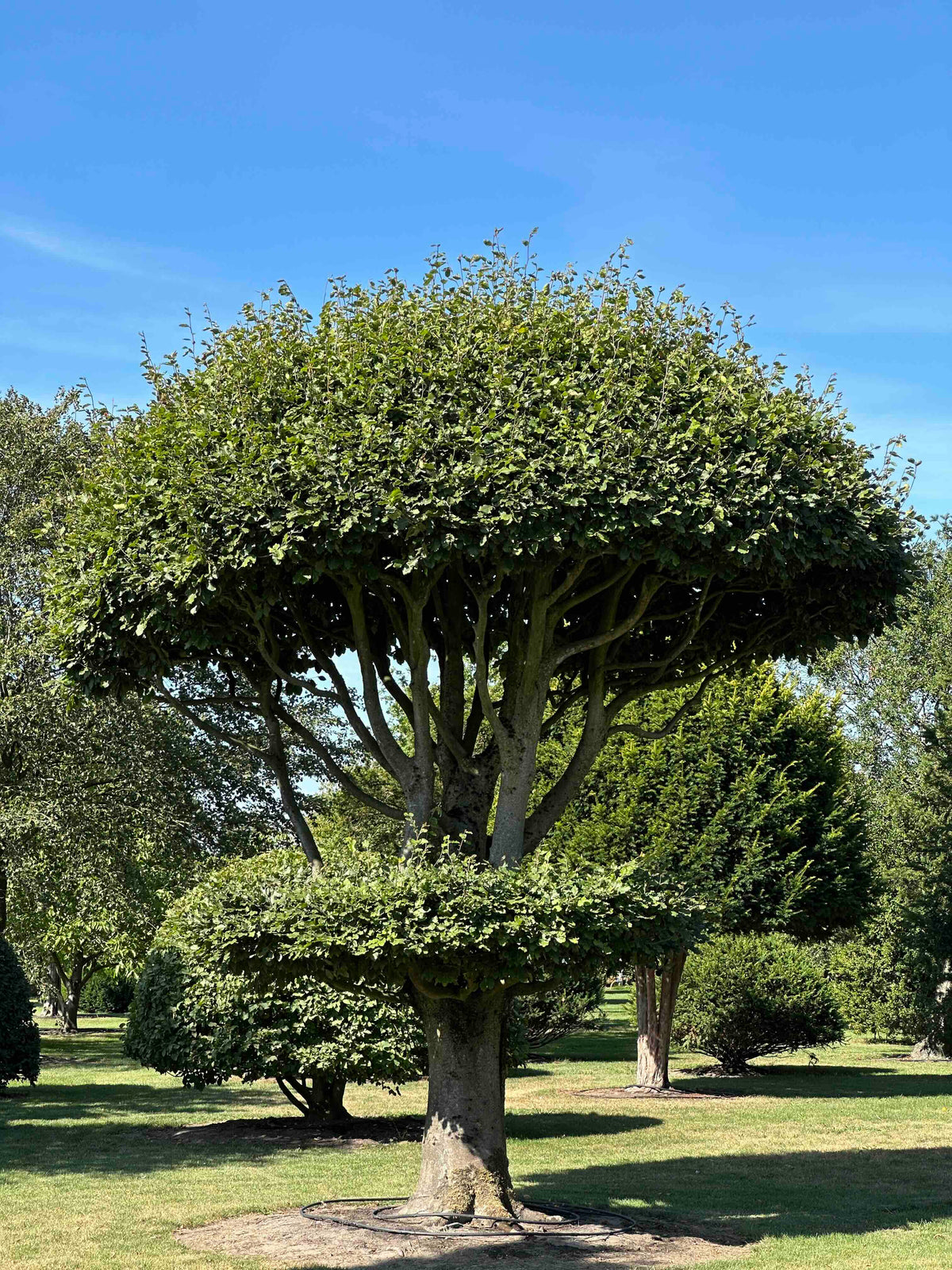 FS TOPIARY #264