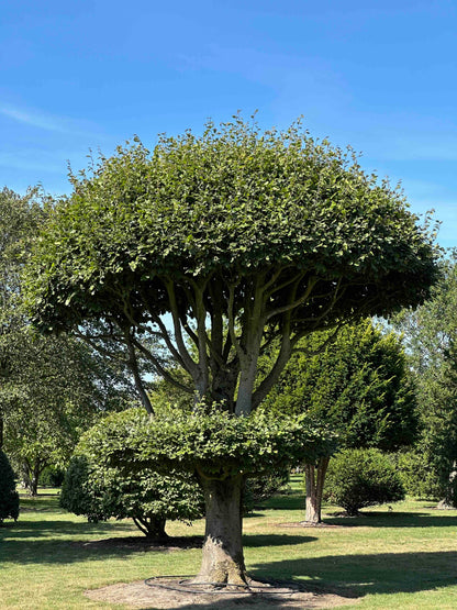 FS TOPIARY #264