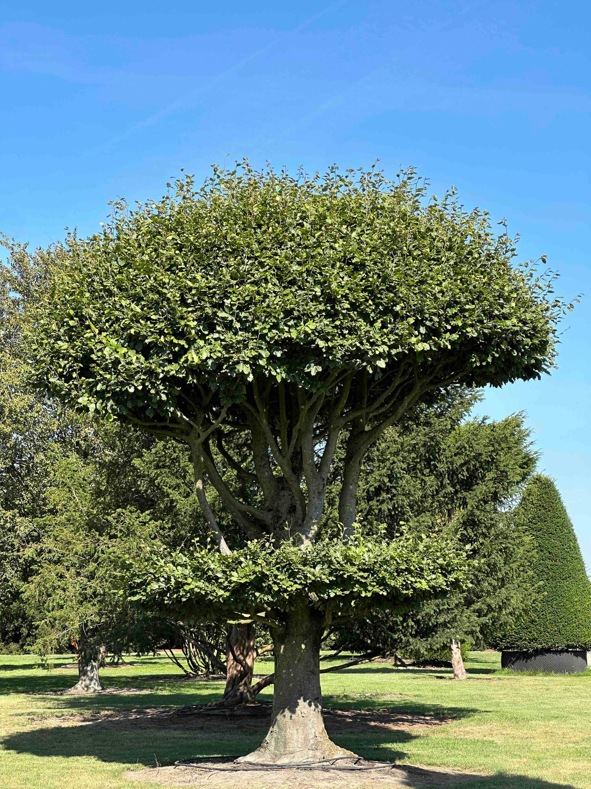FS TOPIARY #264