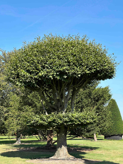 FS TOPIARY #264
