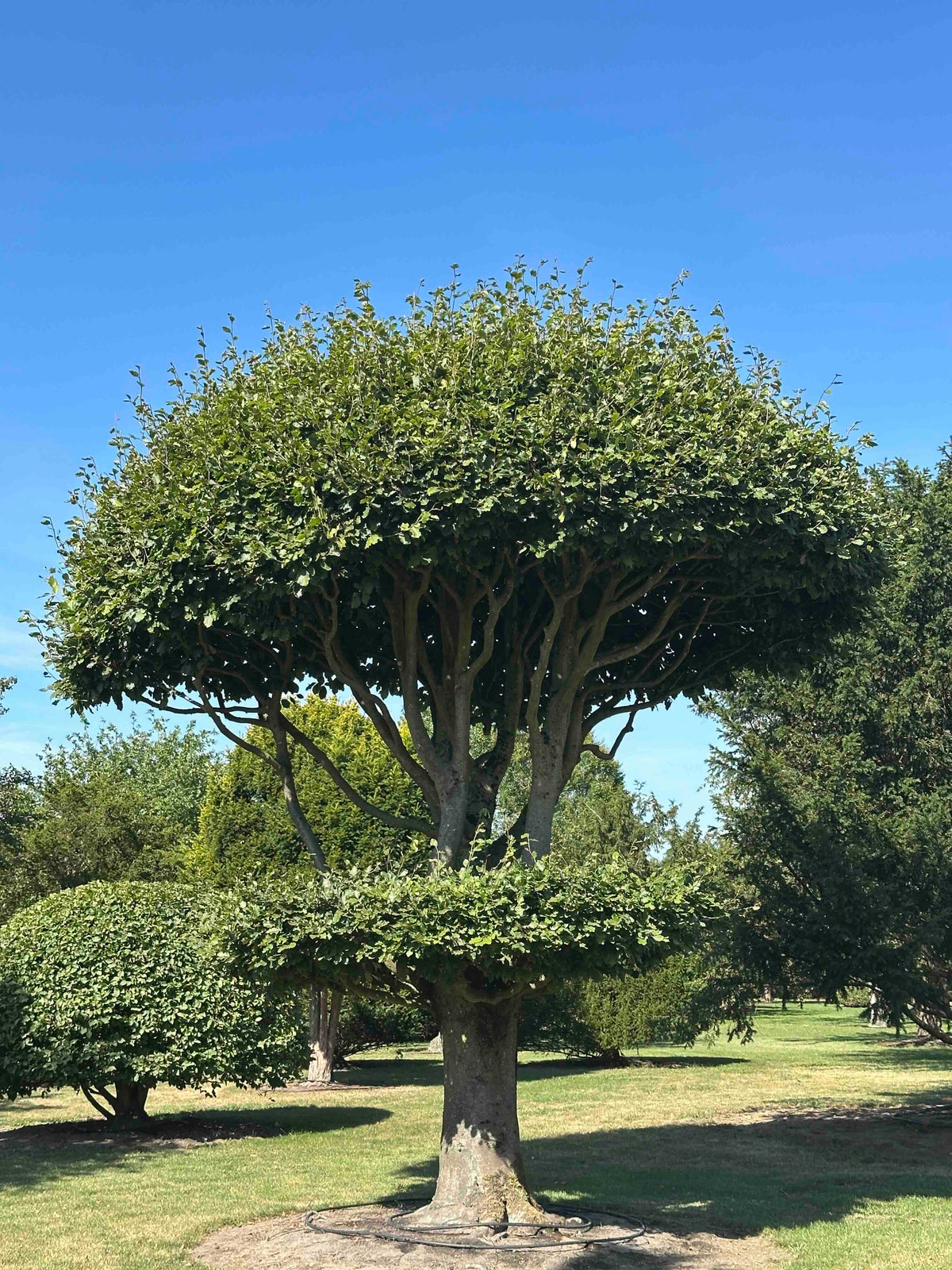 FS TOPIARY #264