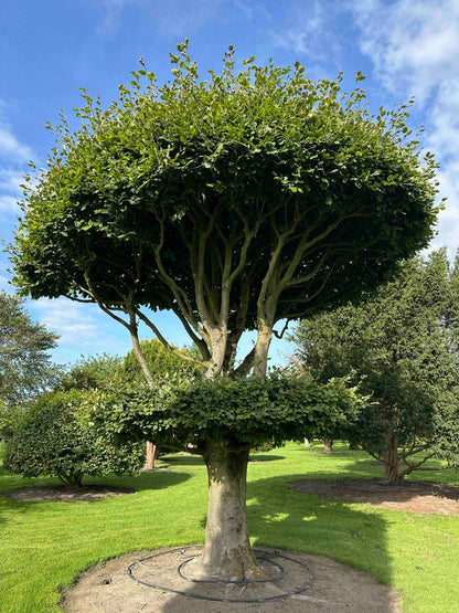 FS TOPIARY #264