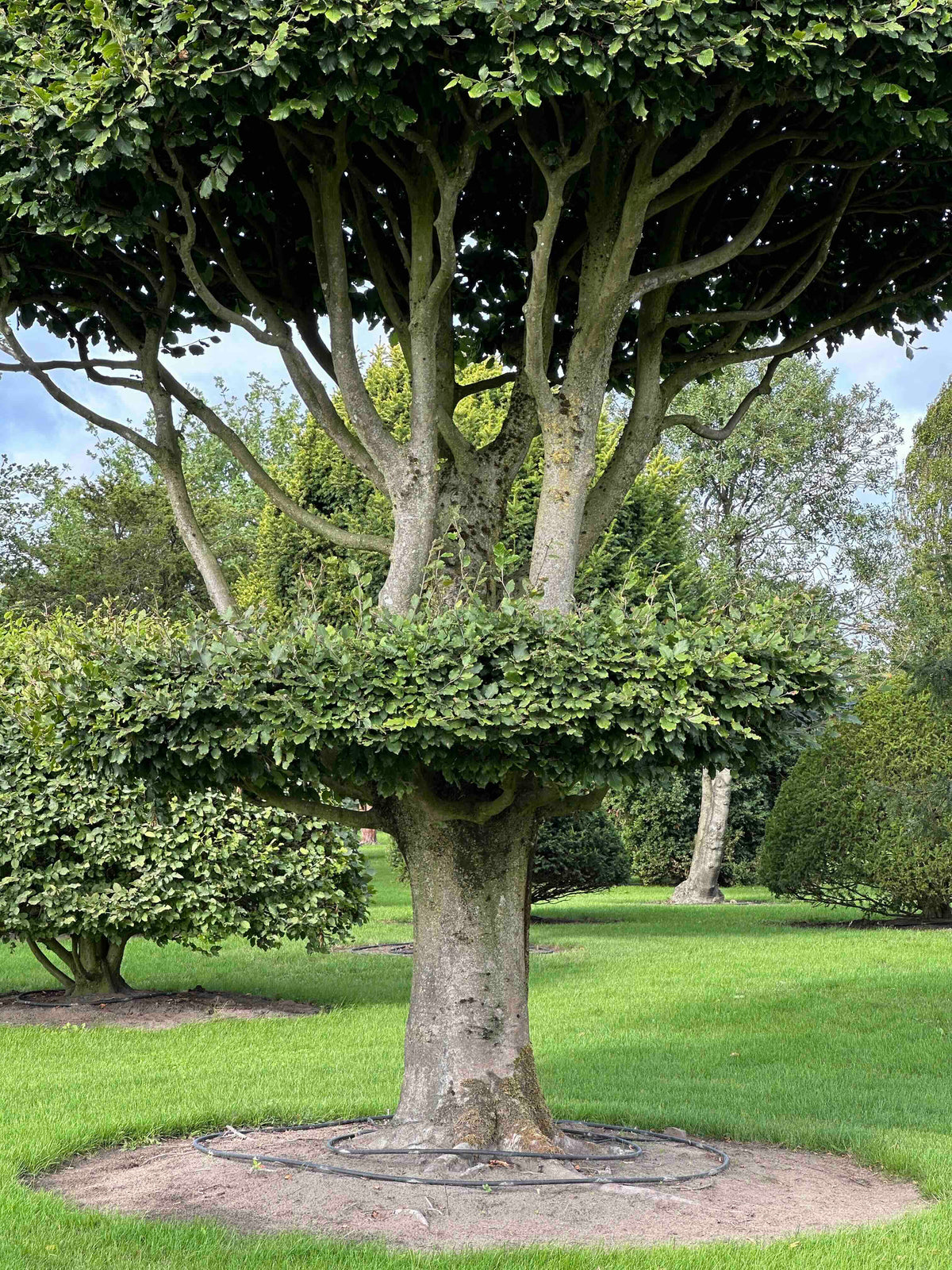 FS TOPIARY #264