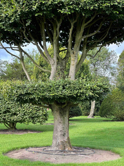 FS TOPIARY #264