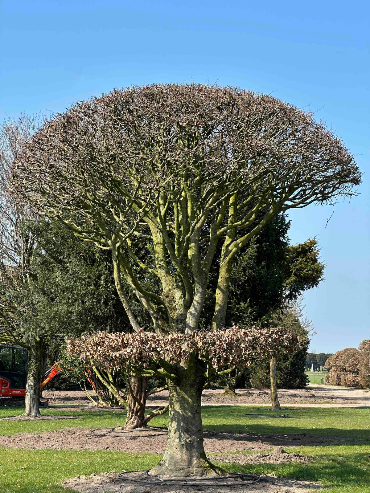 FS TOPIARY #264