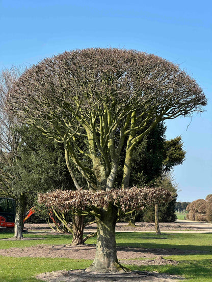 FS TOPIARY #264