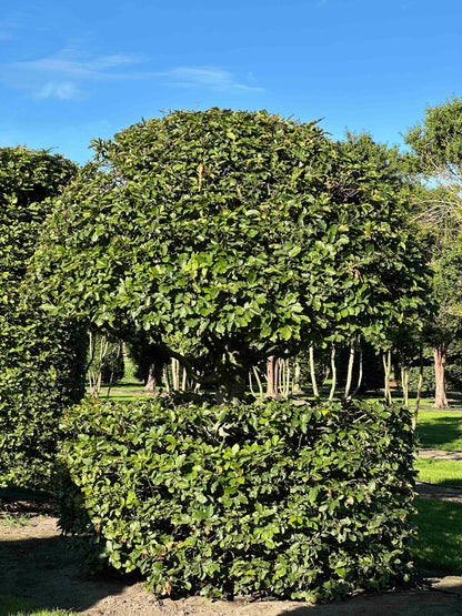 FS TOPIARY #266
