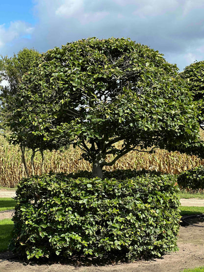 FS TOPIARY #266