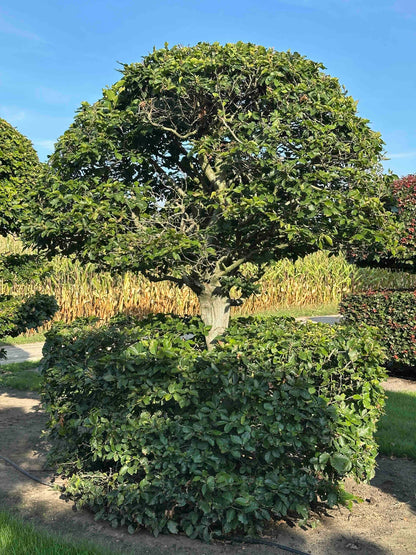 FS TOPIARY #266