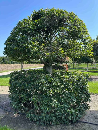 FS TOPIARY #266
