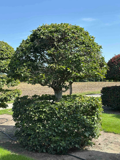 FS TOPIARY #266