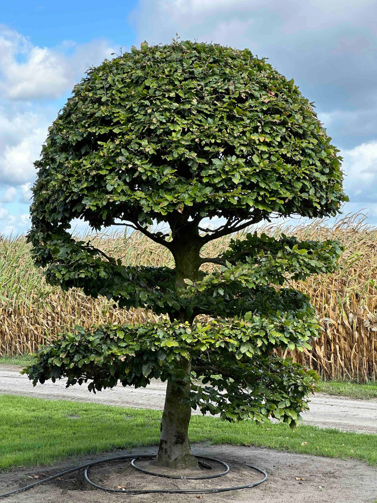 FS TOPIARY #267
