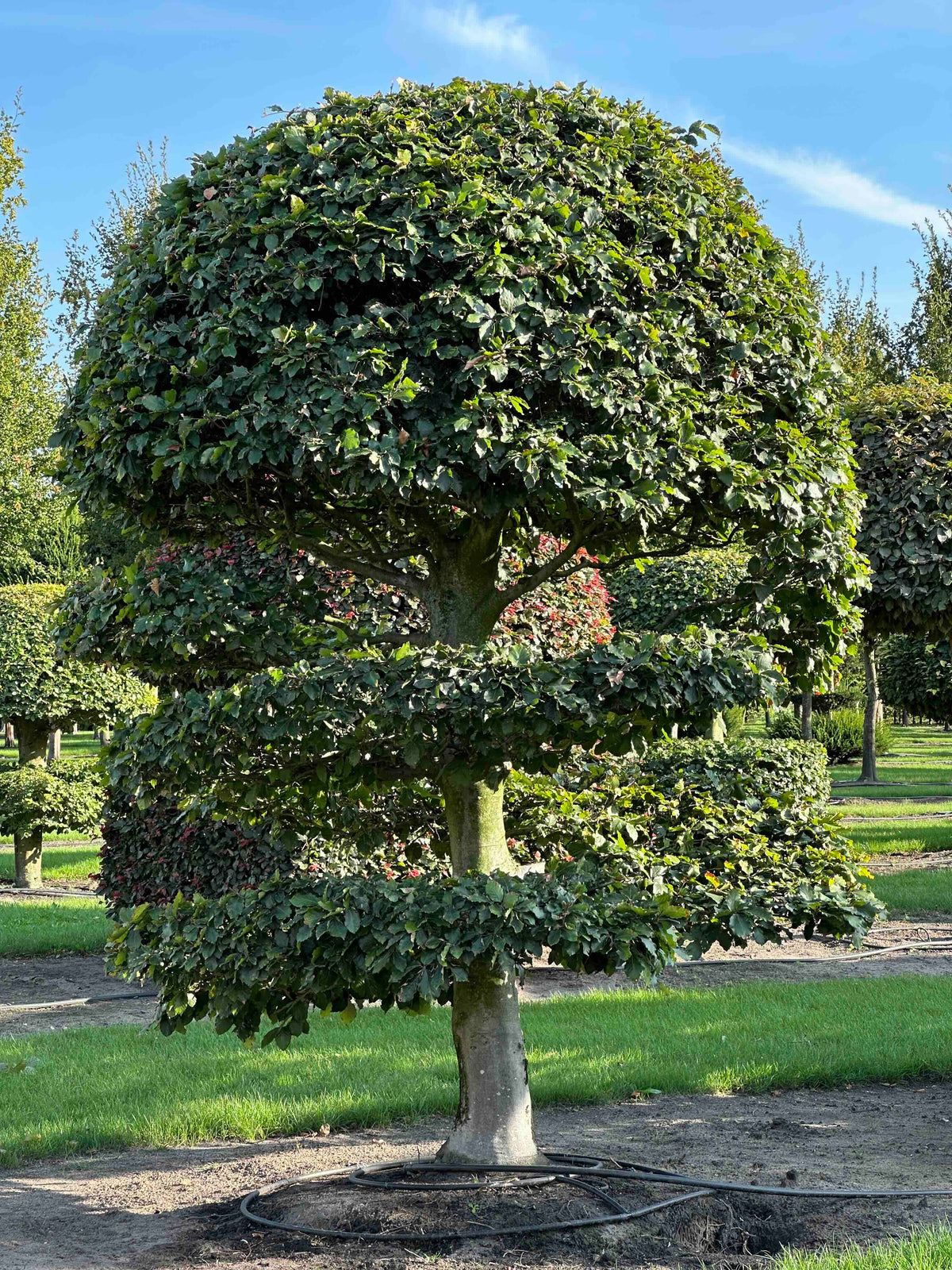 FS TOPIARY #267