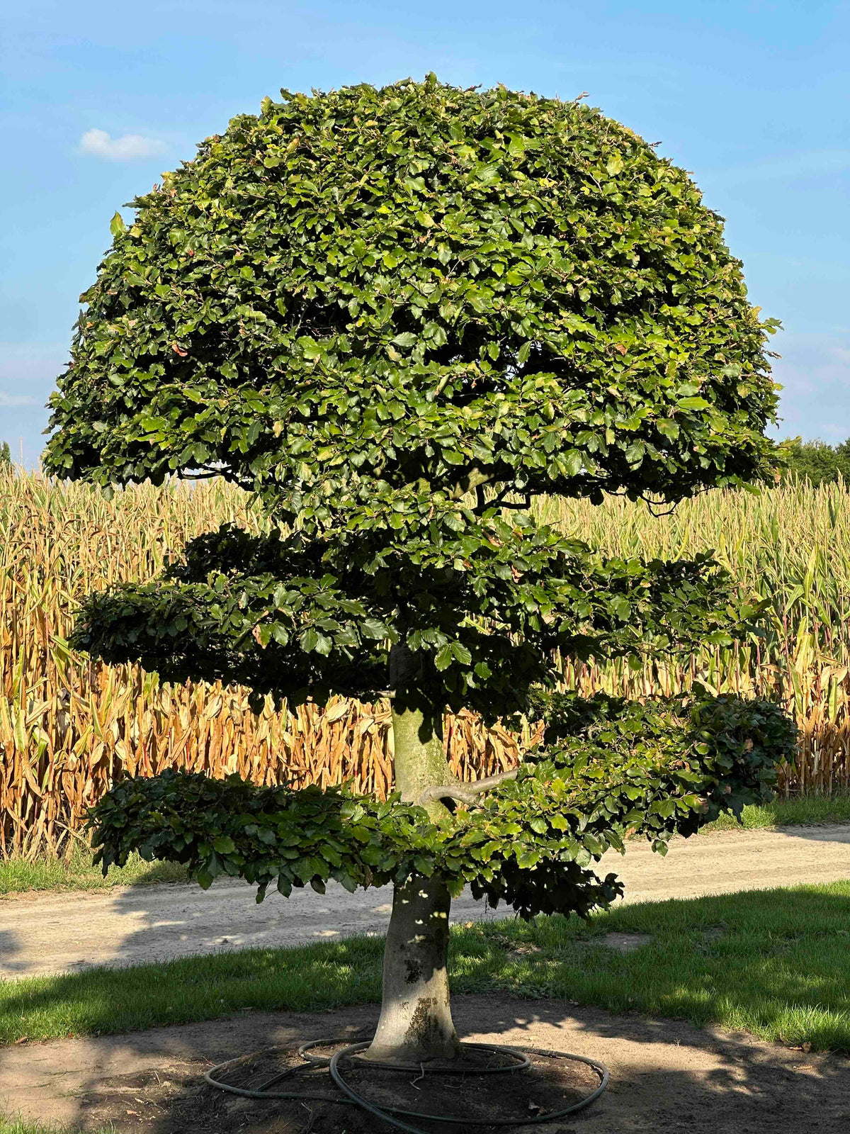 FS TOPIARY #267
