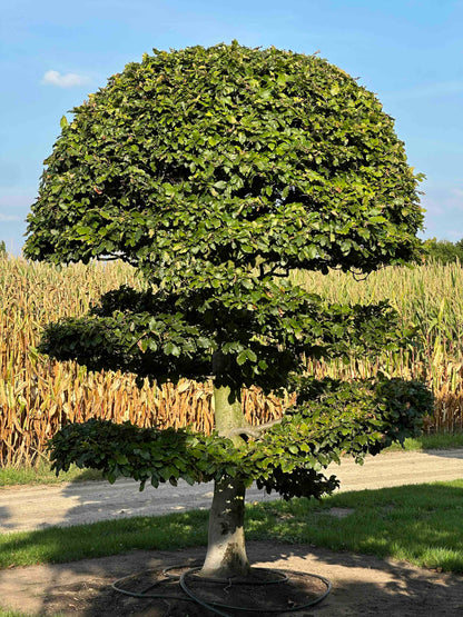 FS TOPIARY #267
