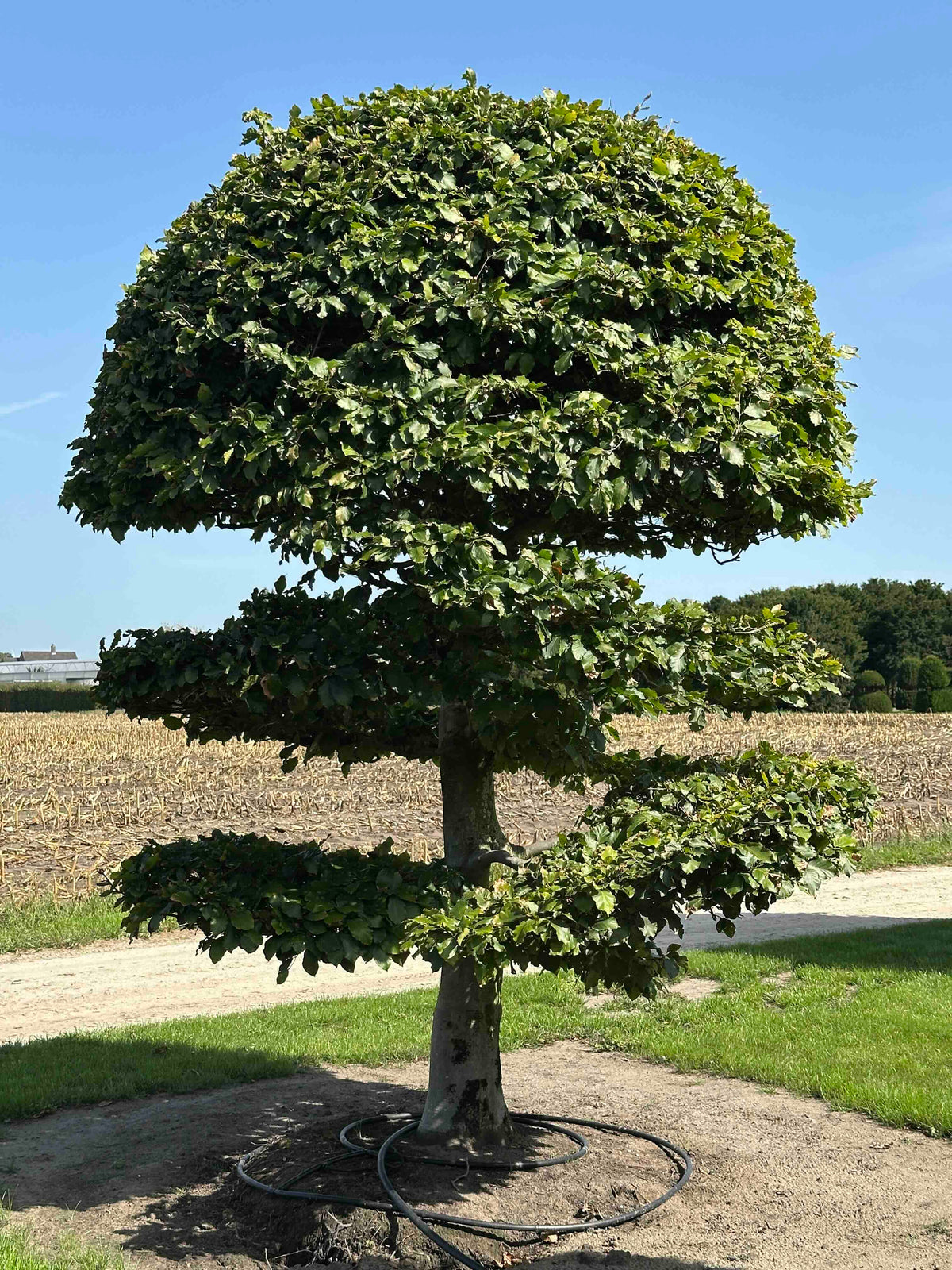 FS TOPIARY #267