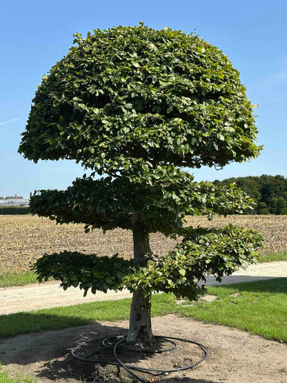 FS TOPIARY #267