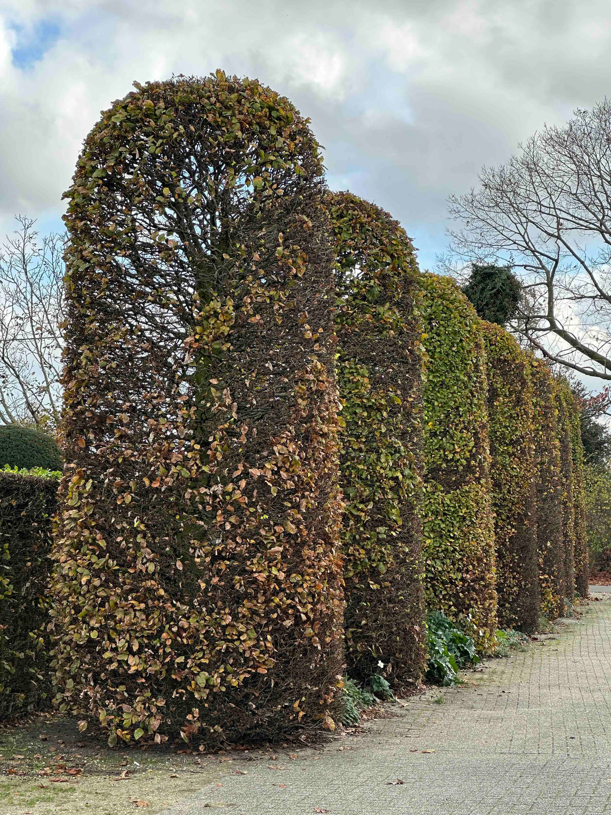 FS TOPIARY #269