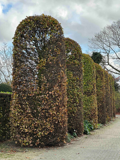 FS TOPIARY #269