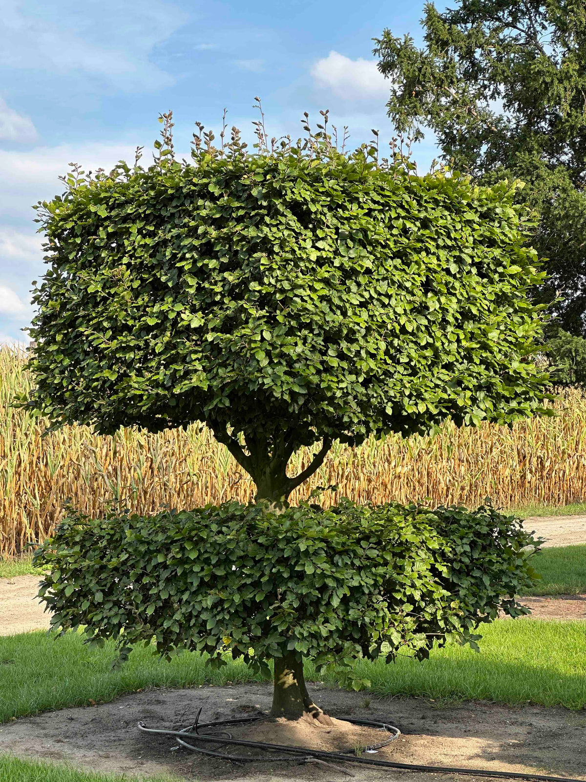 FS TOPIARY #041
