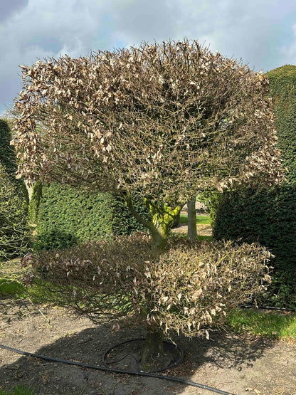 FS TOPIARY #041