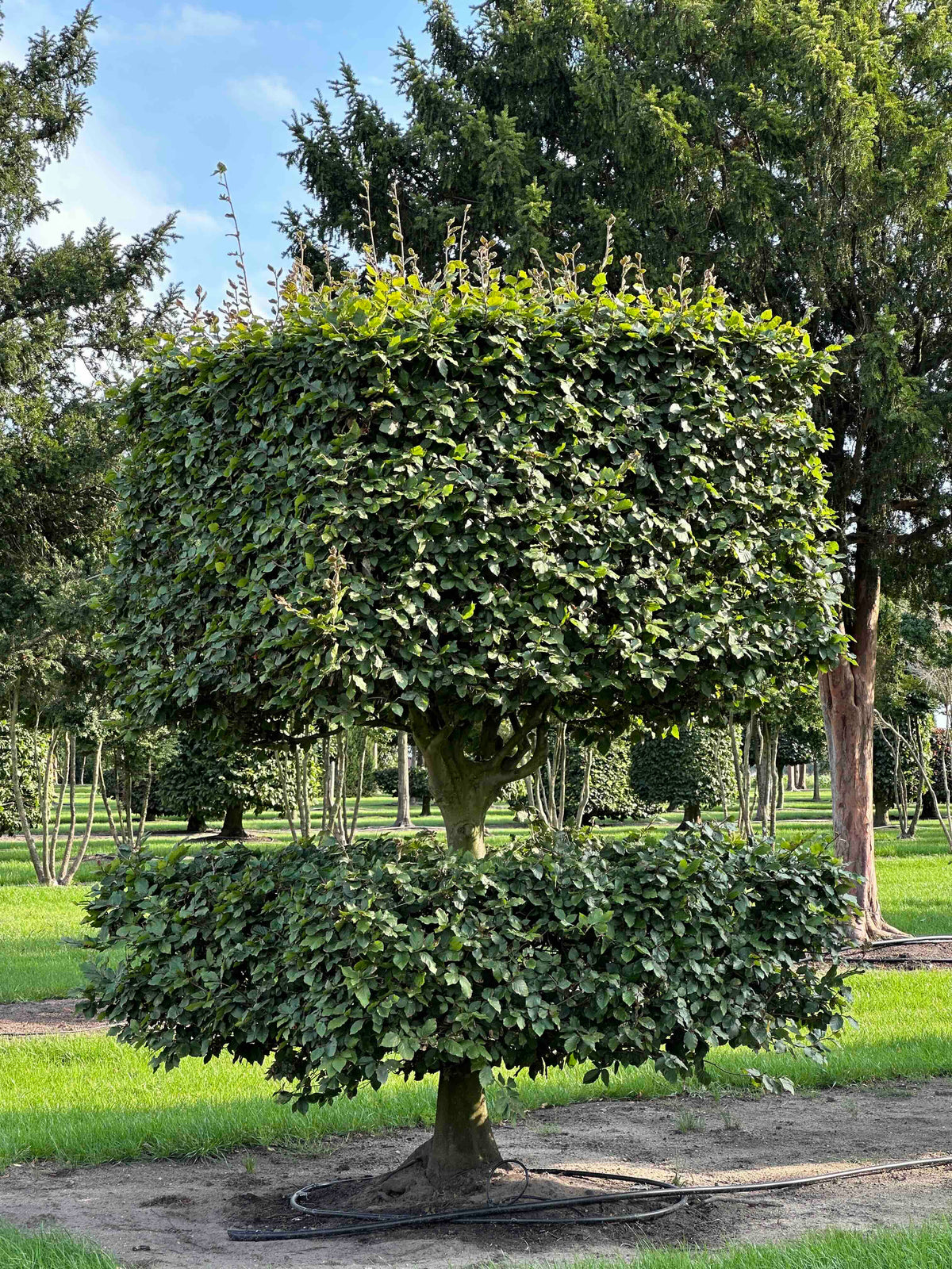 FS TOPIARY #041