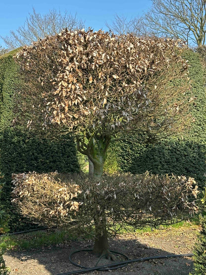 FS TOPIARY #041