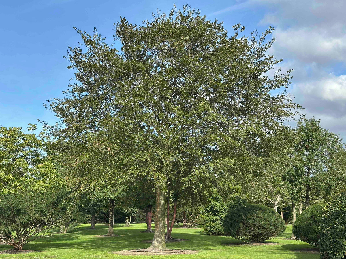 FS TREE #001