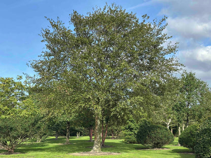 FS TREE #001