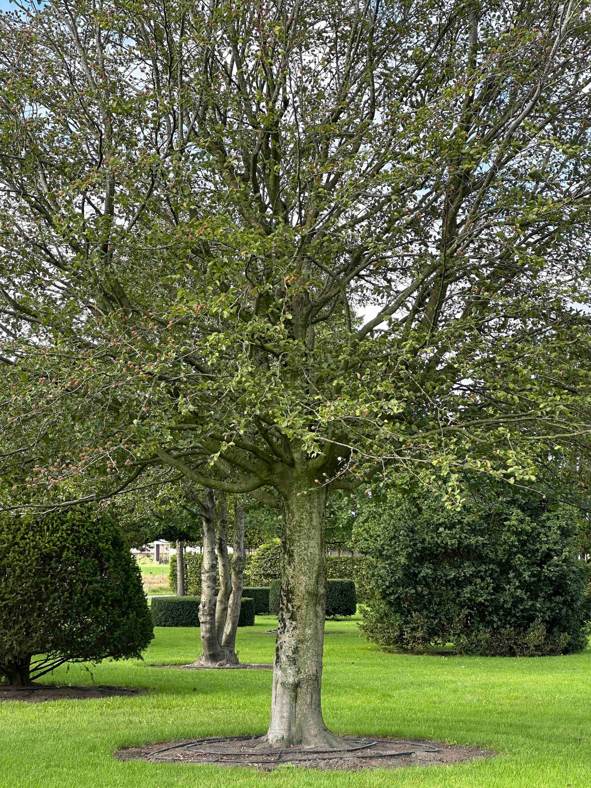 FS TREE #002