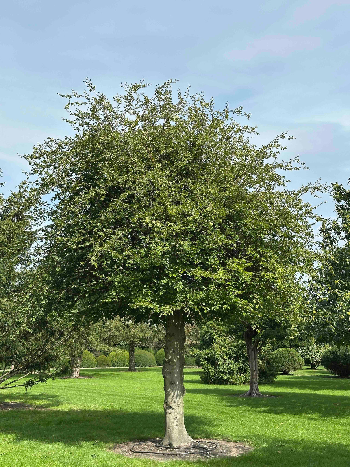 FS TREE #007