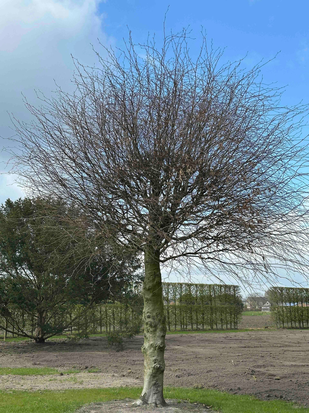 FS TREE #007