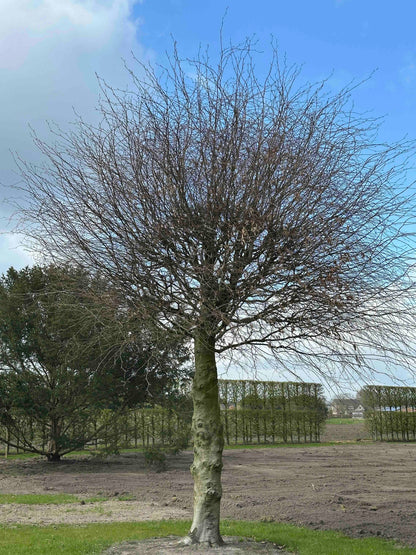 FS TREE #007