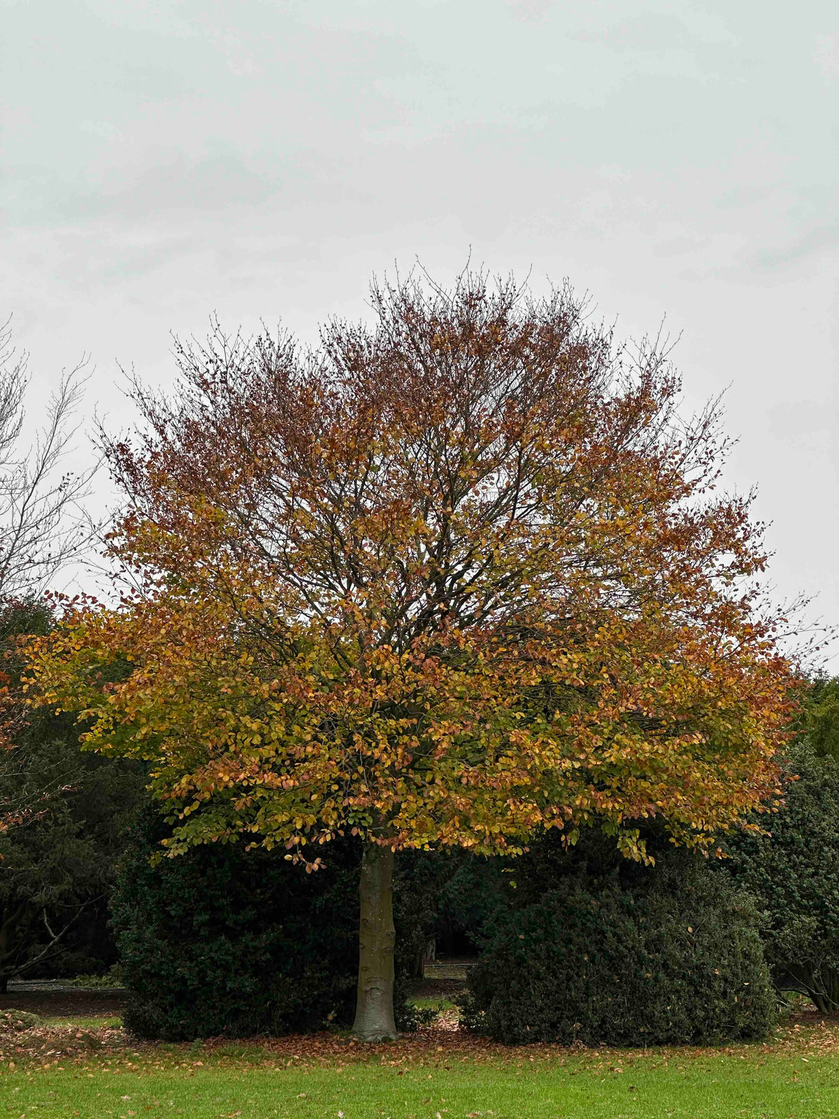 FS TREE #001