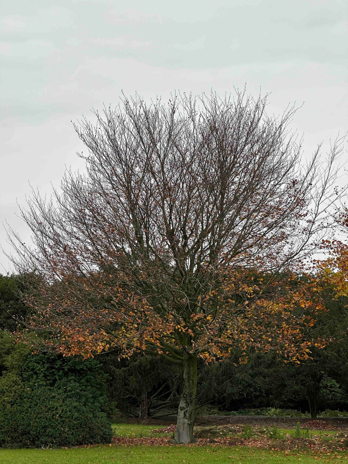 FS TREE #002