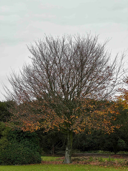FS TREE #002
