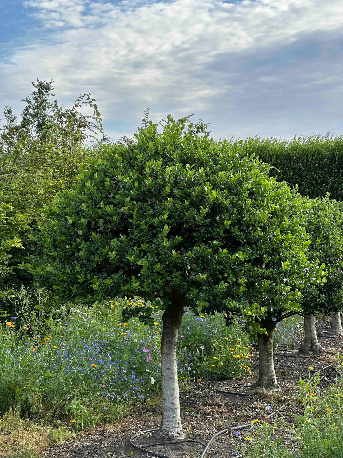 IA TOPIARY #001