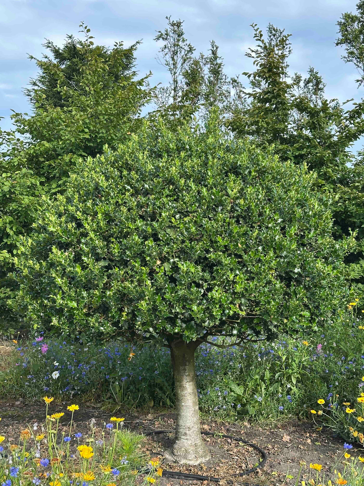 IA TOPIARY #002