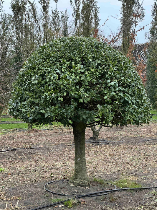 IA TOPIARY #003