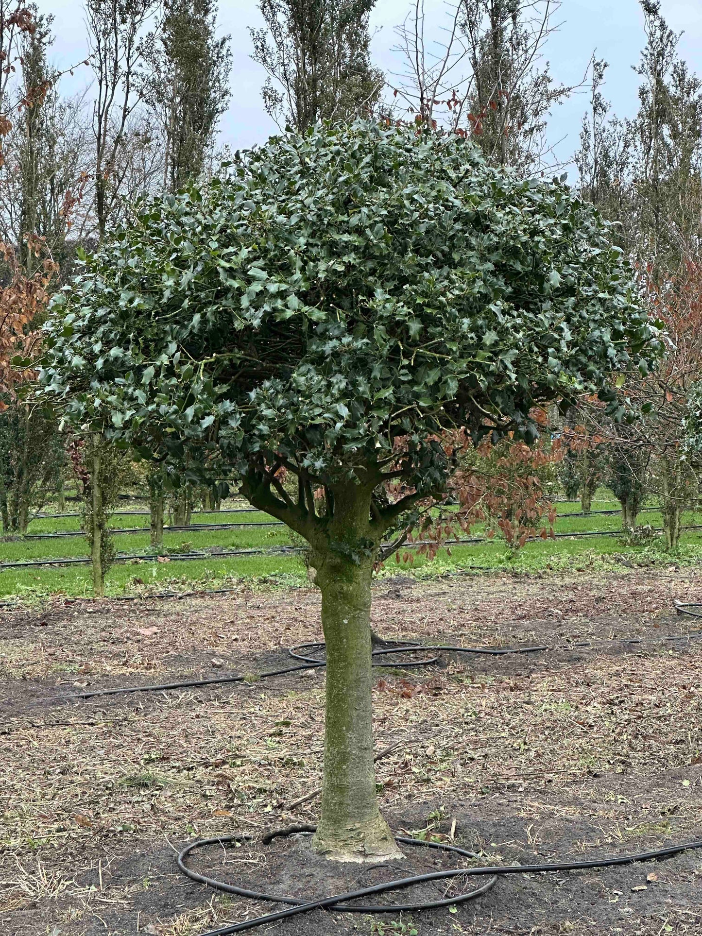 IA TOPIARY #004
