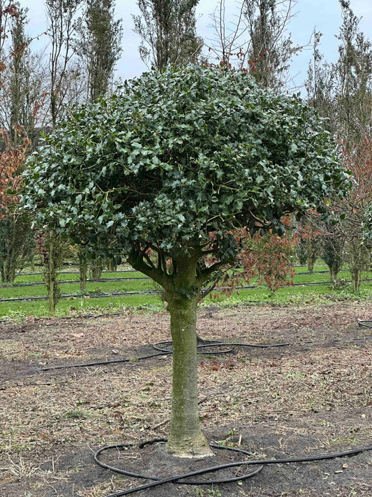 IA TOPIARY #004