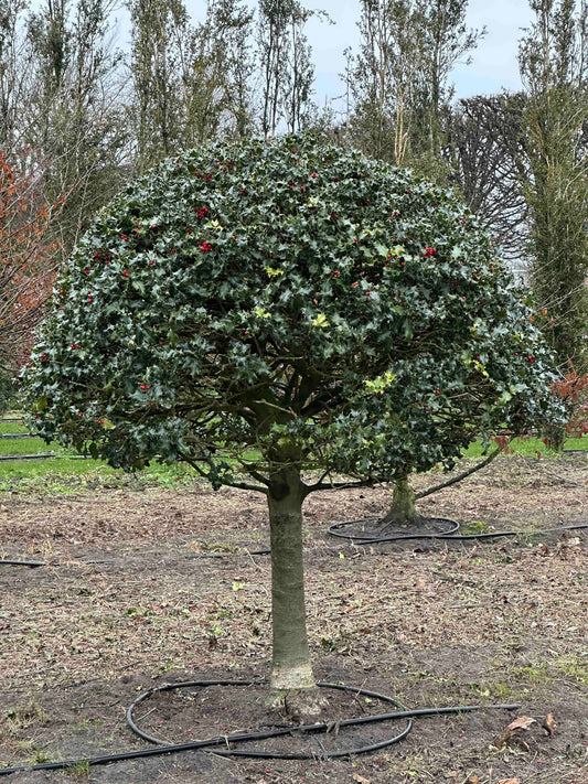 IA TOPIARY #006