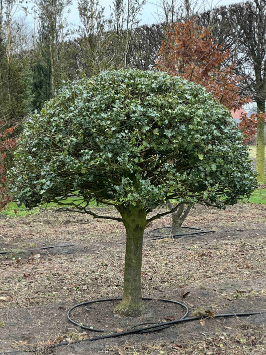 IA TOPIARY #007