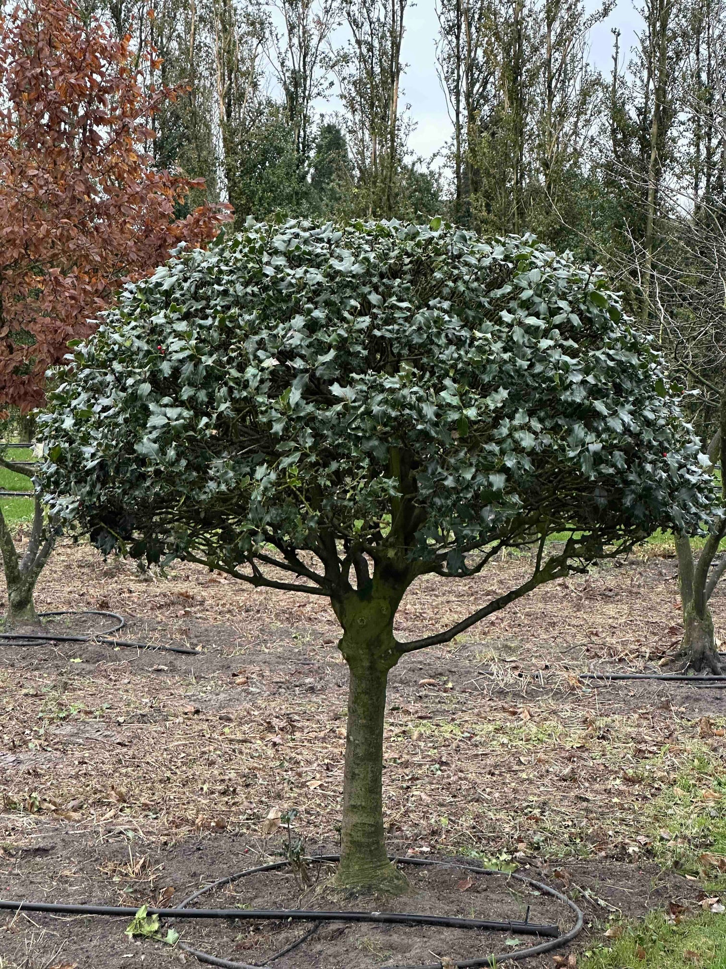 IA TOPIARY #009