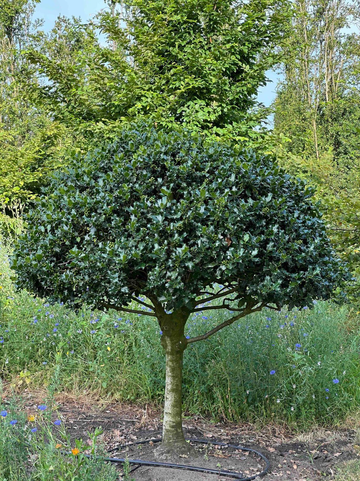 IA TOPIARY #009
