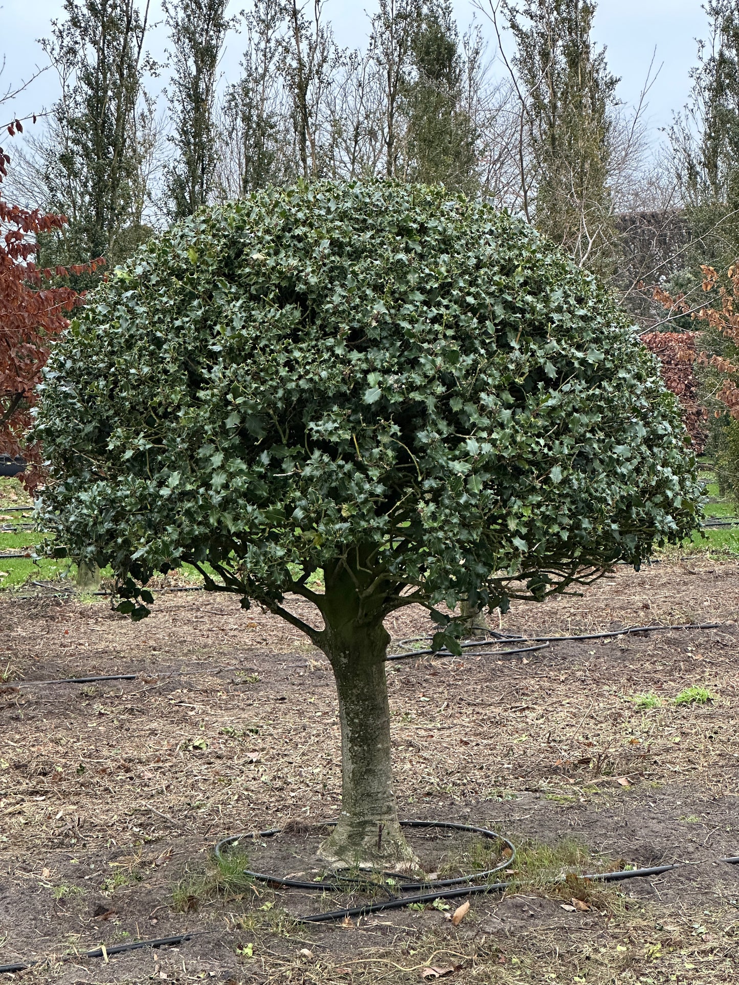 IA TOPIARY #002