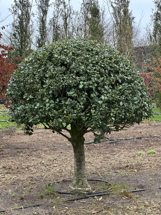 IA TOPIARY #002